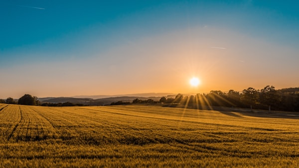 Sunset U-pick